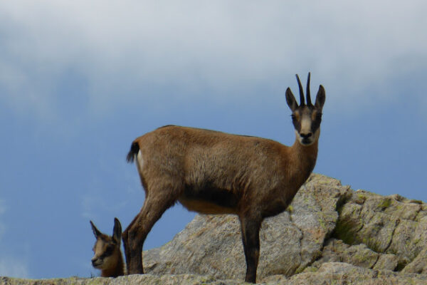 A la rencontre de la faune du Mercantour