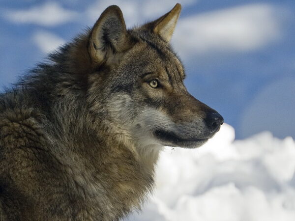 L&rsquo;Homme & le Loup – Hiver