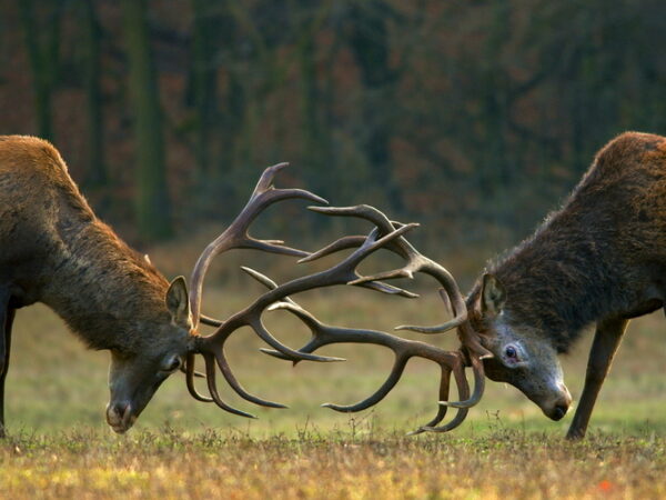 Soirée Brame du Cerf
