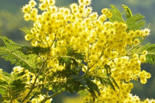 Randonnée du Mimosa à Menton