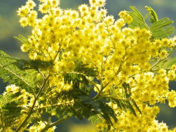 Randonnée du Mimosa à Menton