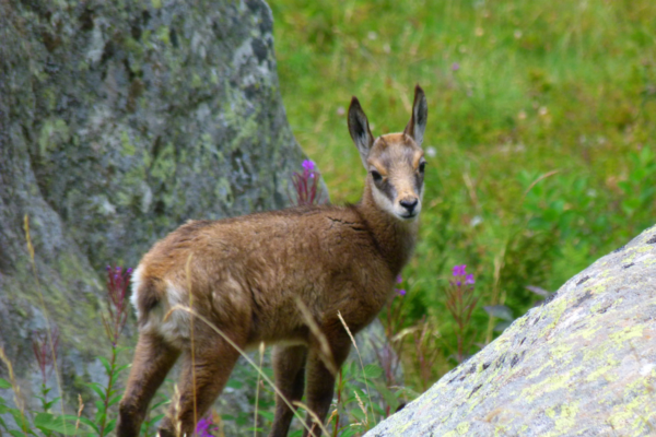 Bivouac et Safari faune du Mercantour