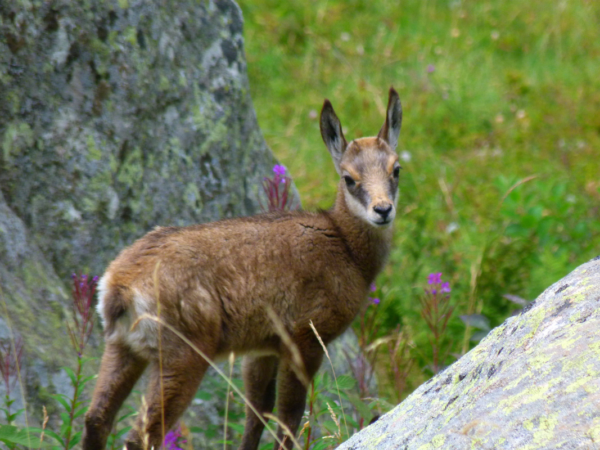 Bivouac et Safari faune du Mercantour